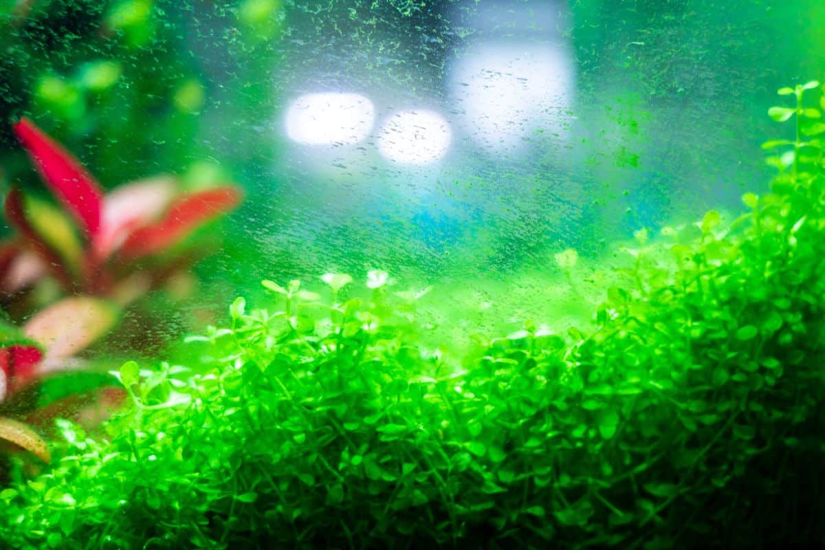 Dwarf baby tears plant in an aquarium