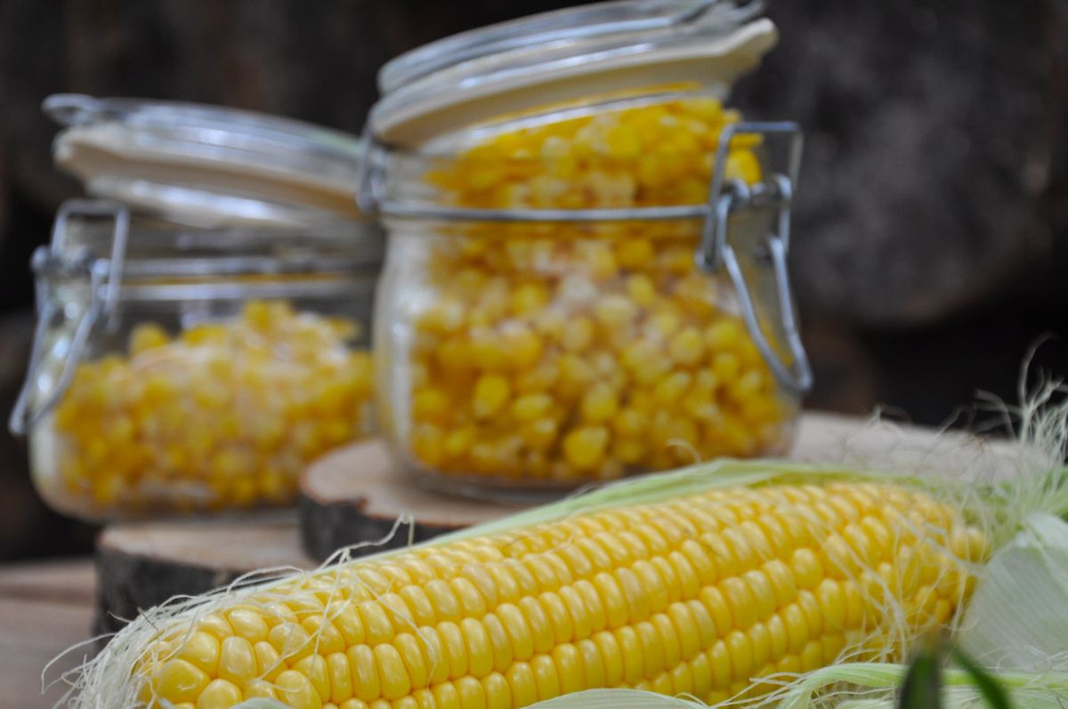 A fresh cob of corn sits next to jarred corn