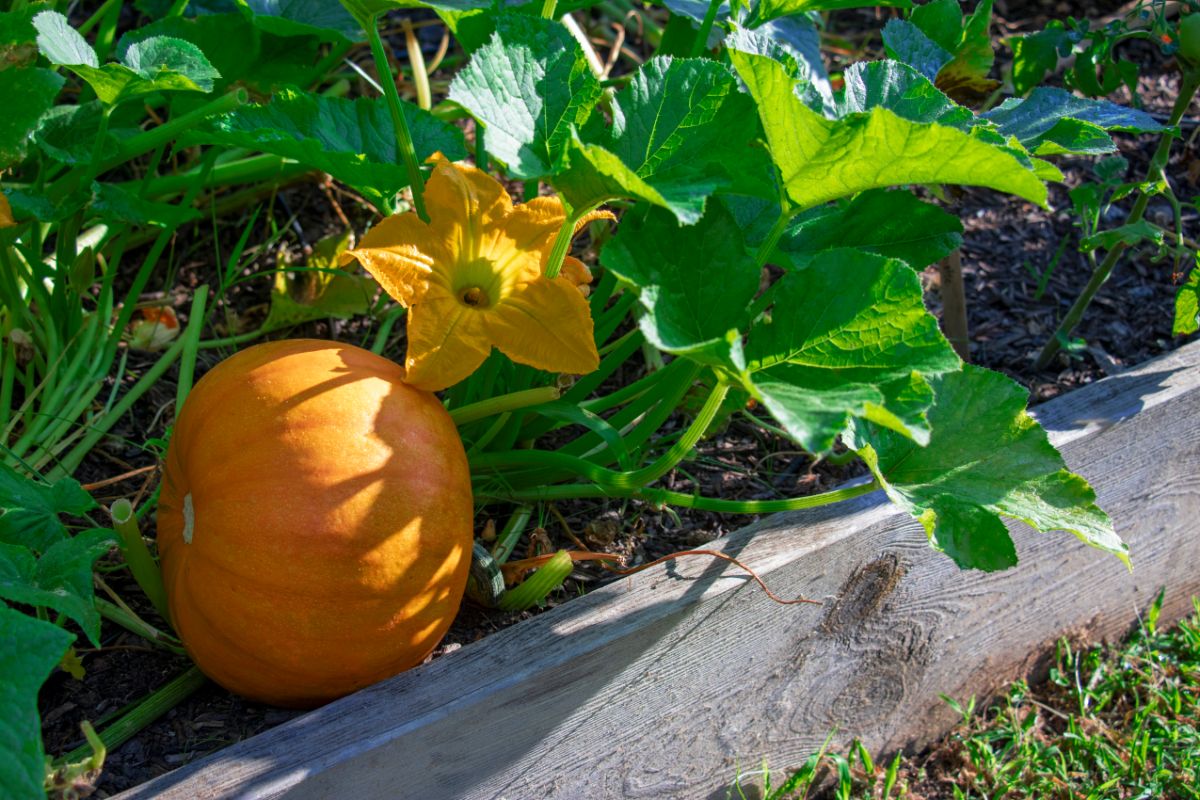 An orange pumpkin growing in a raised garden bed