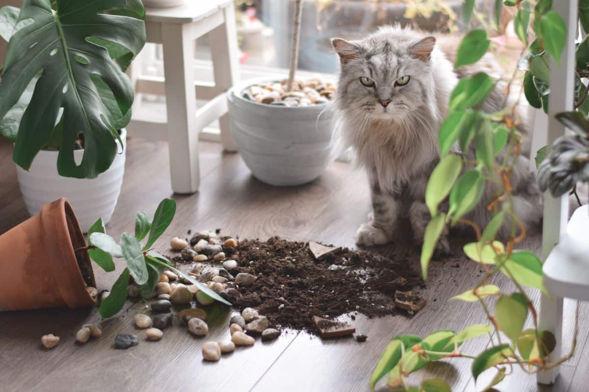 A plant knocked to the floor and spilled by a cat