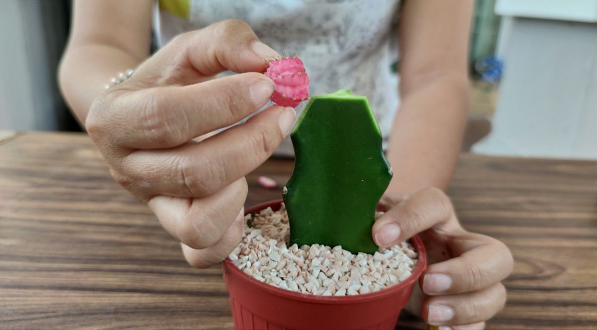 A woman grafting a moon cactus