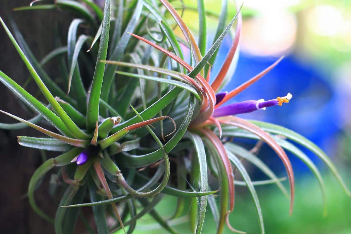 Air plant growing without soil