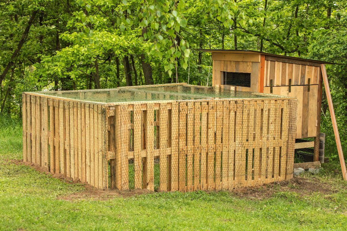 An up-cyled DIY pallet chicken yard