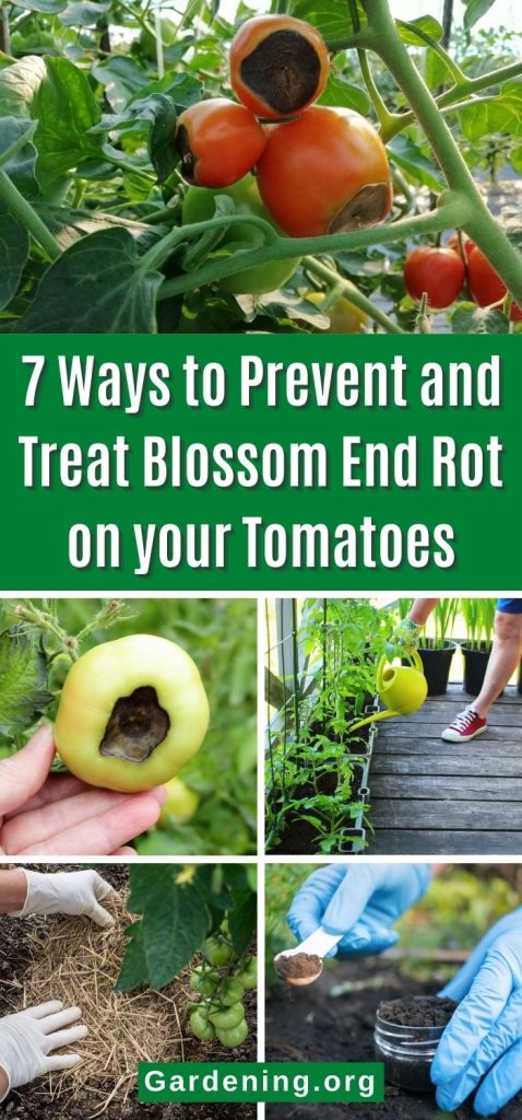 7 Ways to Prevent and Treat Blossom End Rot on your Tomatoes pinterest image.