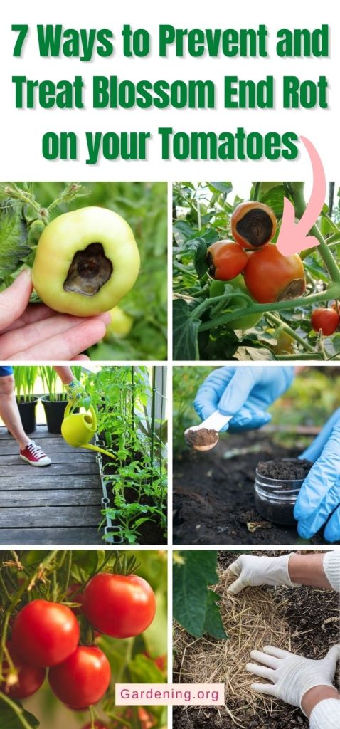7 Ways to Prevent and Treat Blossom End Rot on your Tomatoes pinterest image.