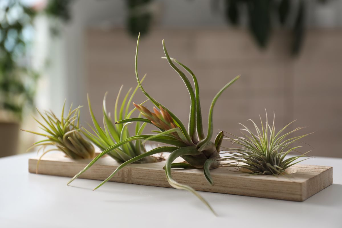 Air plants growing on a plank of wood