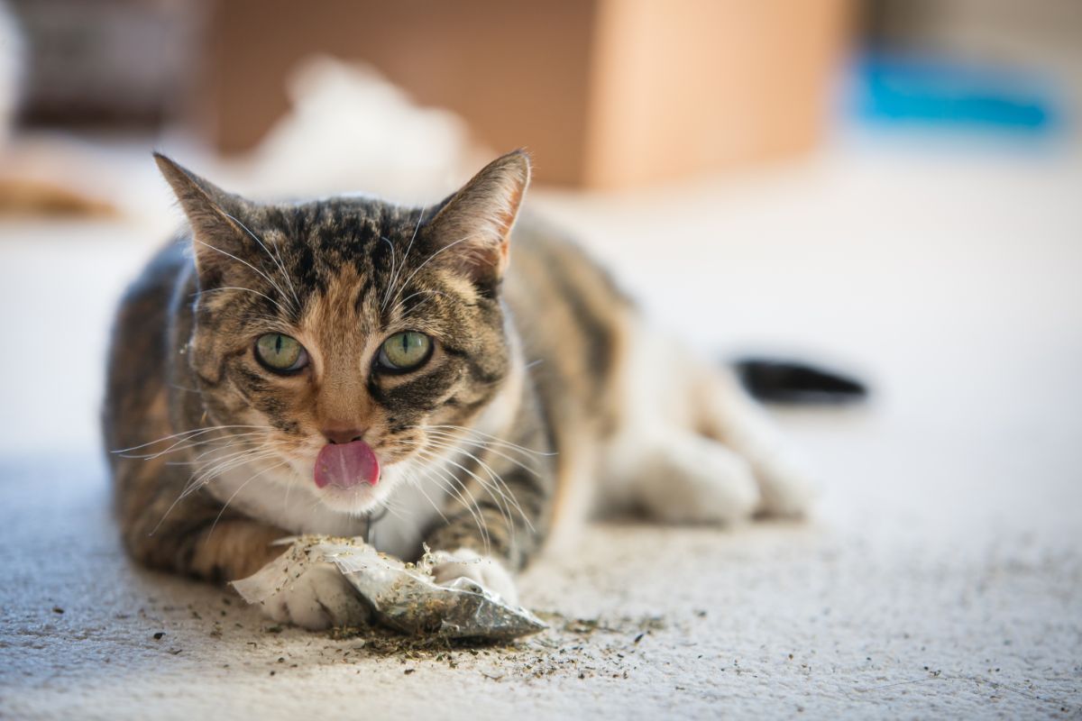 A cat rips into a package of catnip
