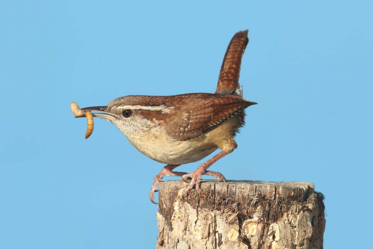 A bird snatches a wireworm from the soil