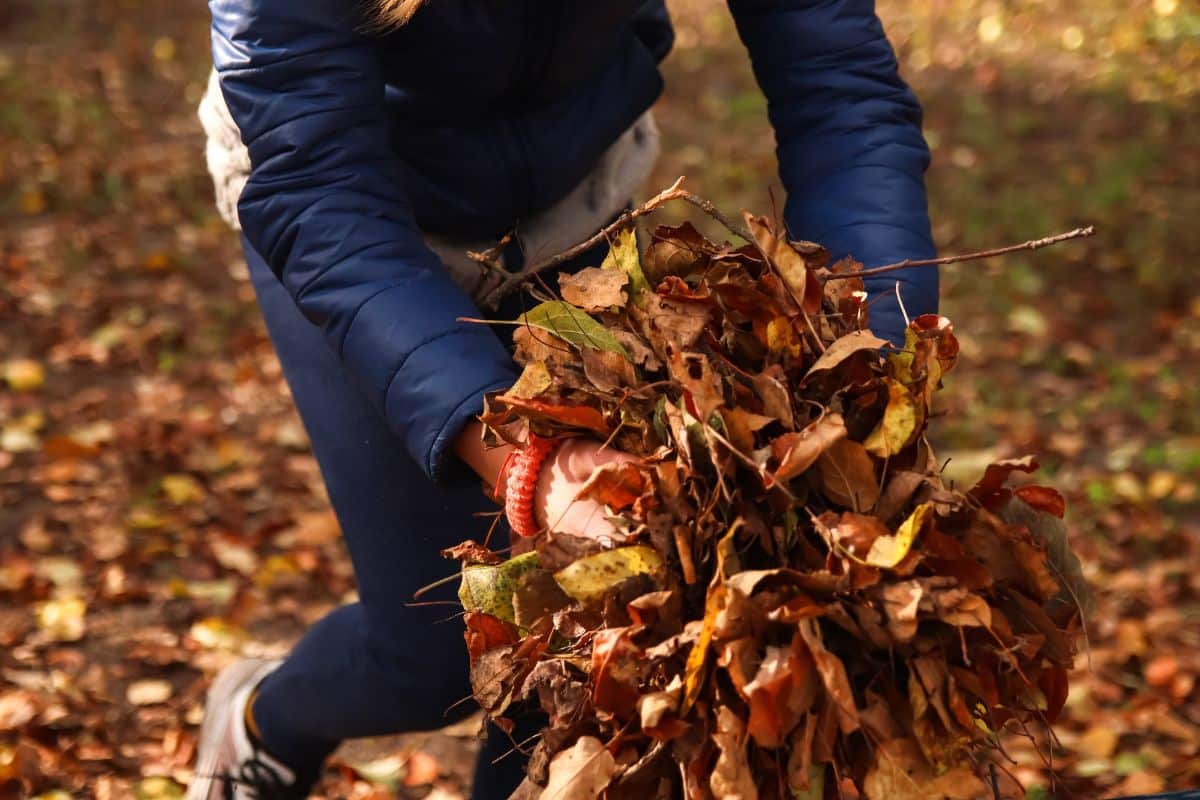 A woman cleaning leaves off her lawn