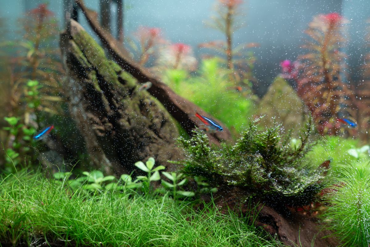 Dwarf hairgrass in an aquarium