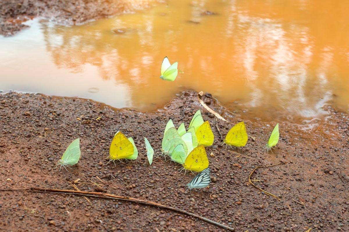 Butterflies drink water form the ground