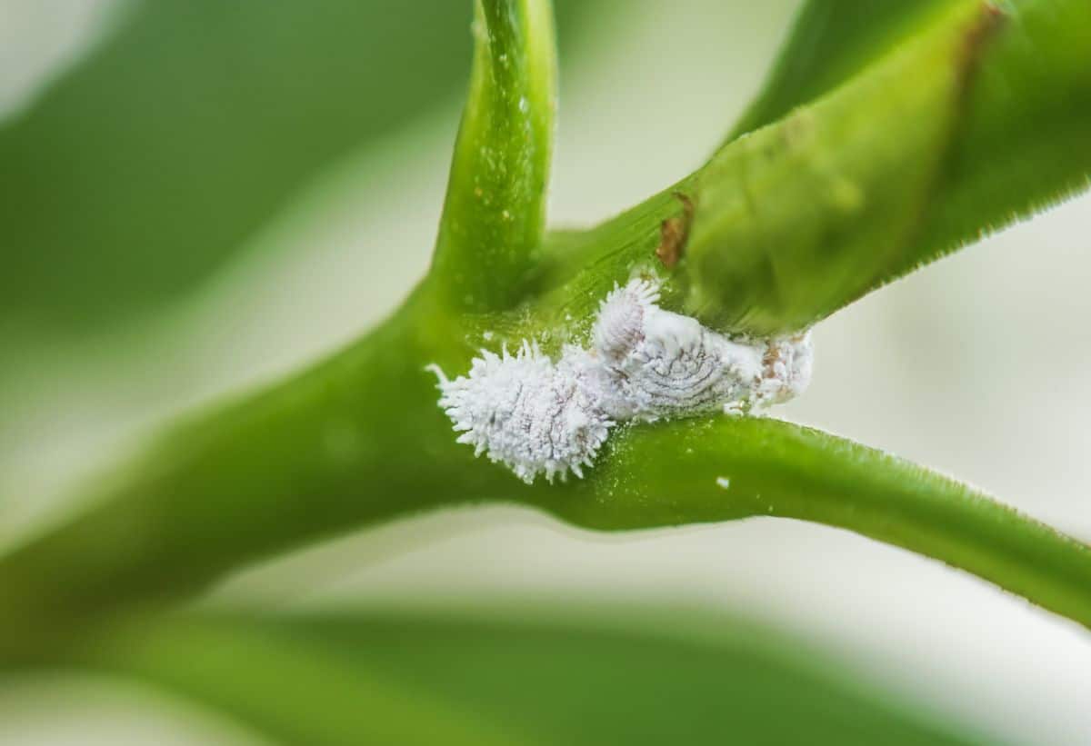 Mealy bugs on a houseplant