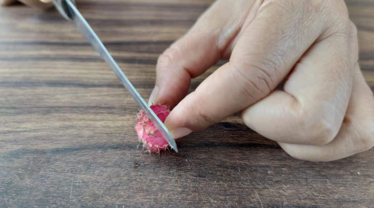 A woman cutting a moon cactus for grafting