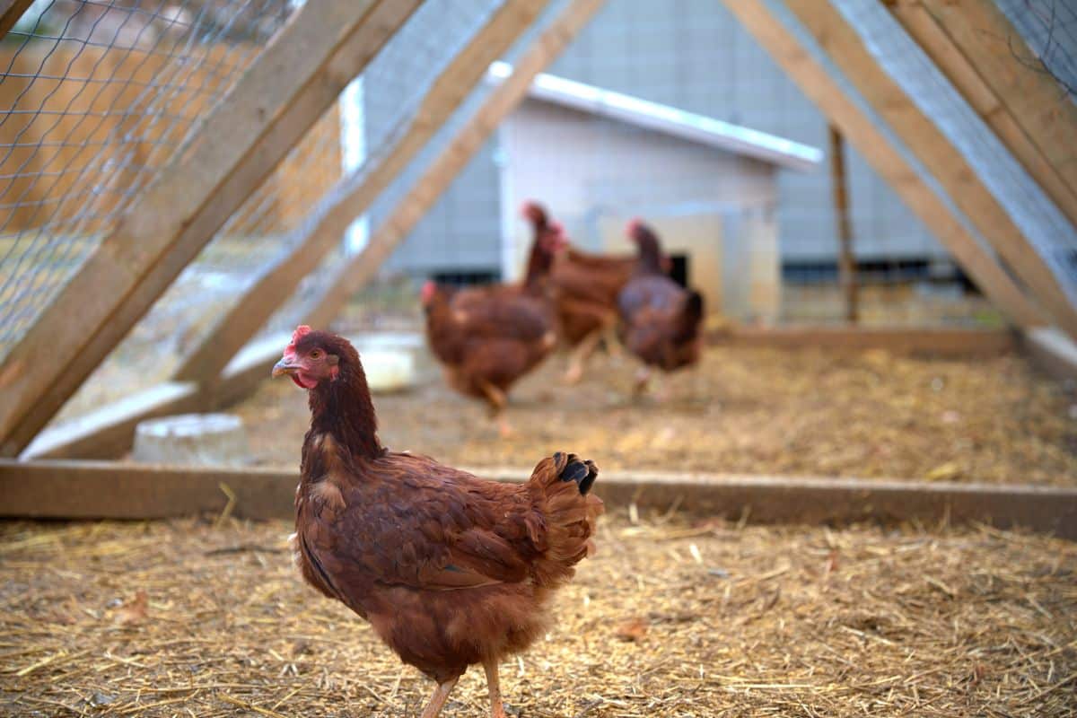 A happy chicken ranges in a chicken tractor.