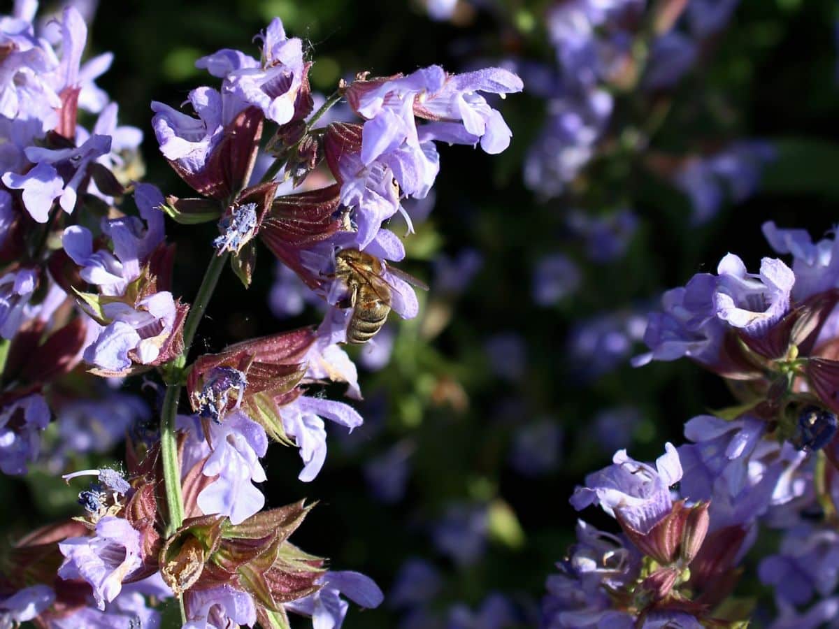 Purple flowering sage, a bee favorite