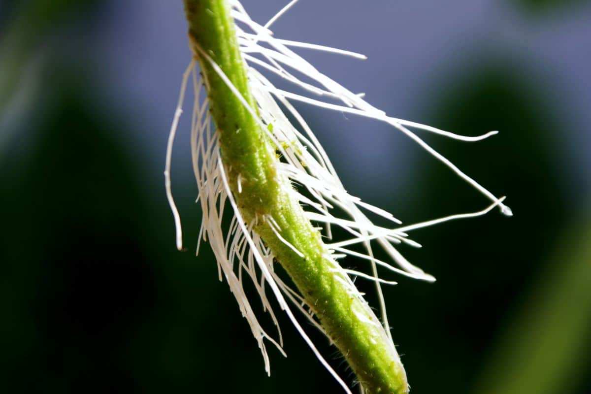 Young white roots on a tomato plant