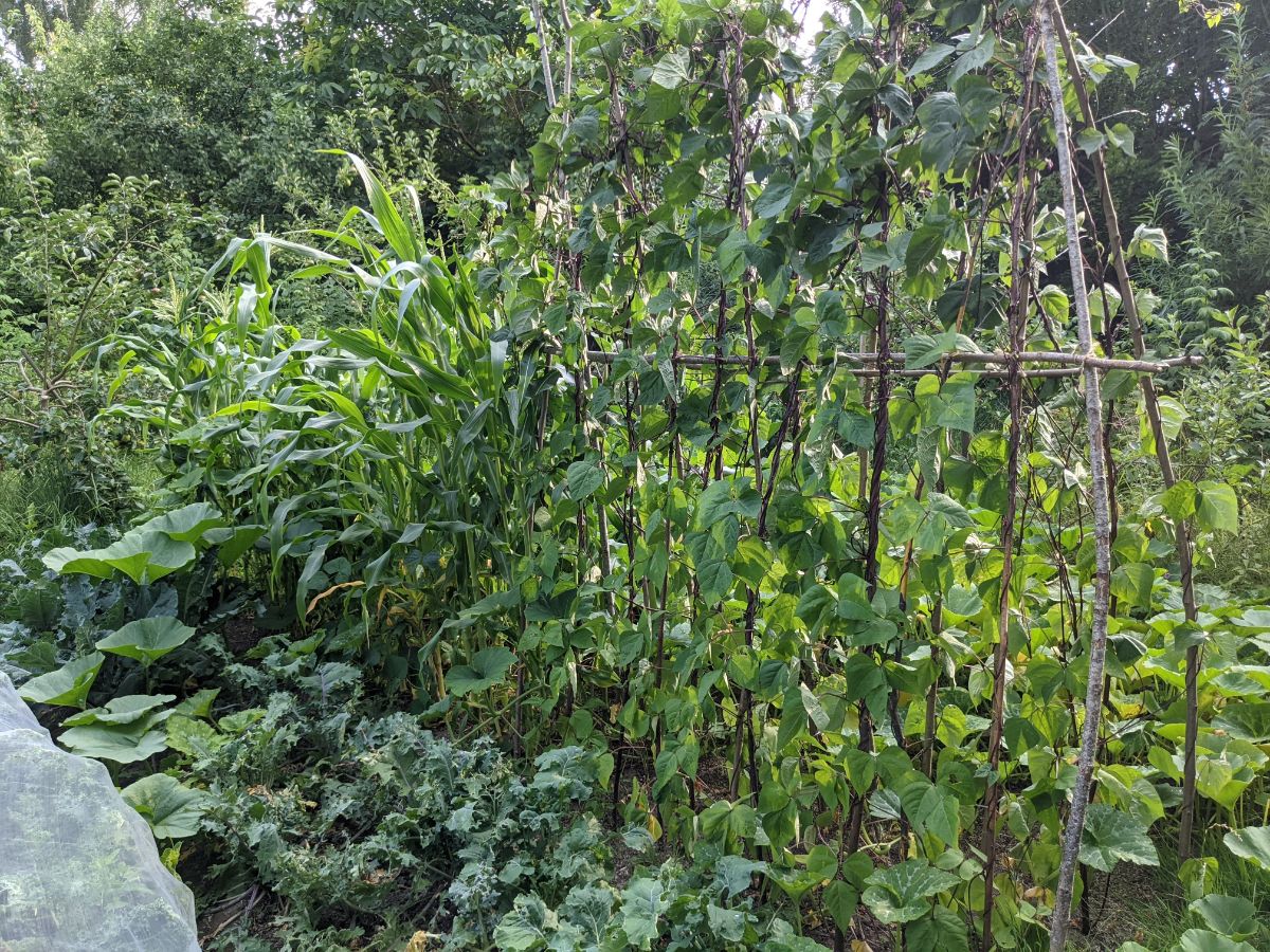 Corn is planted in a Three Sisters planting