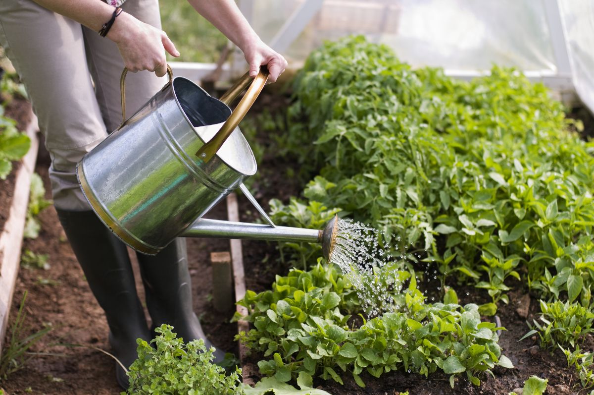 A gardener waters plants based on a schedule