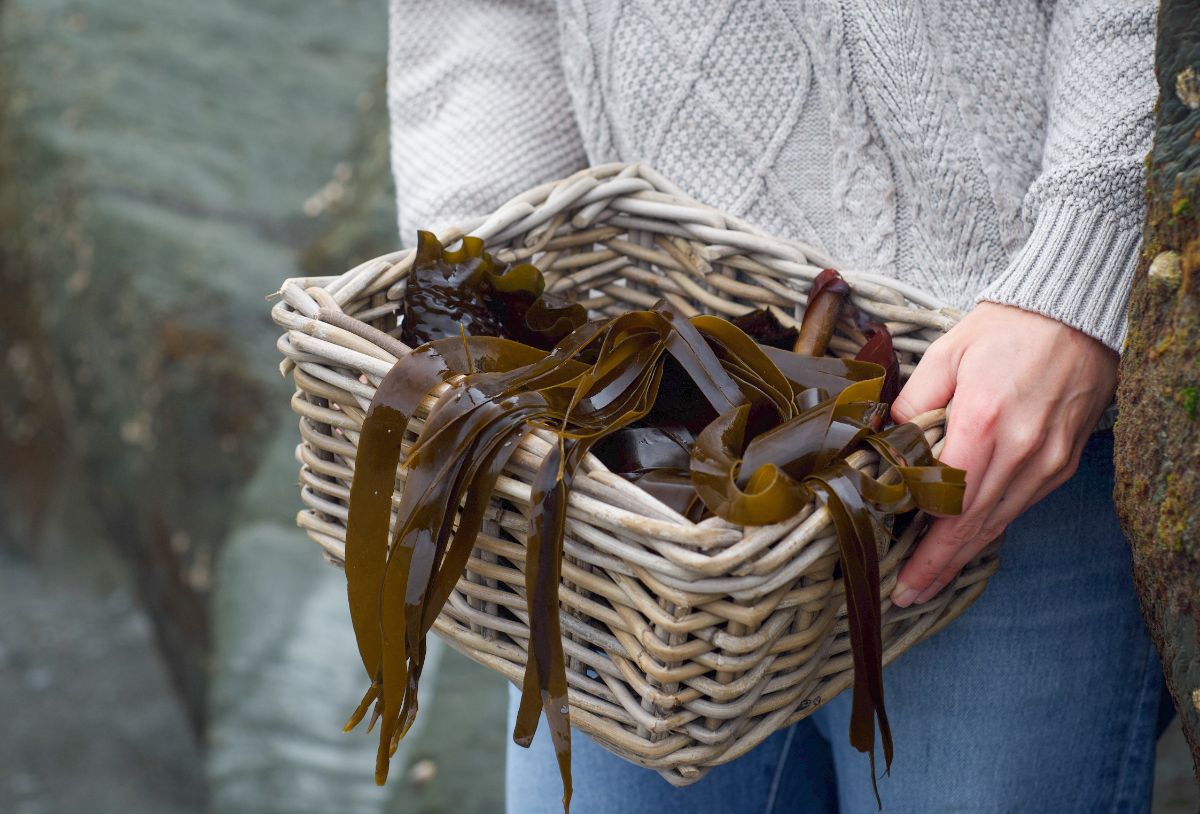 A gardener forages seaweed for a garden