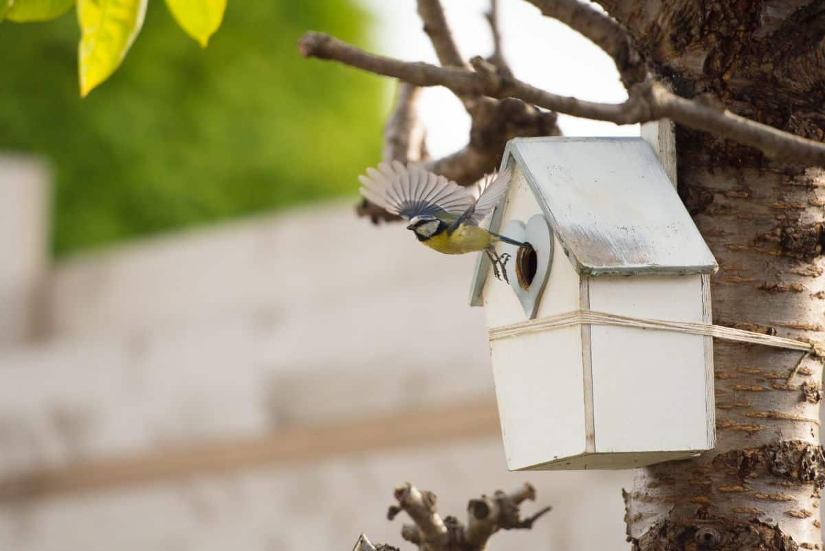 A bird flits from a bird house