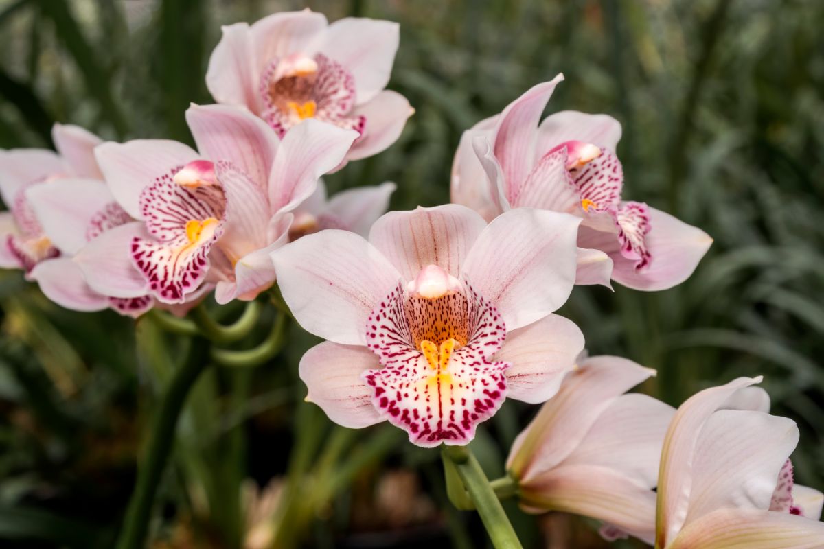 White boat orchid flower with dark pink spots