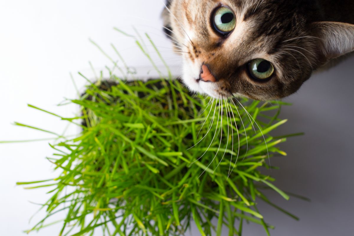 A cat enjoying a tray of fresh green cat grass