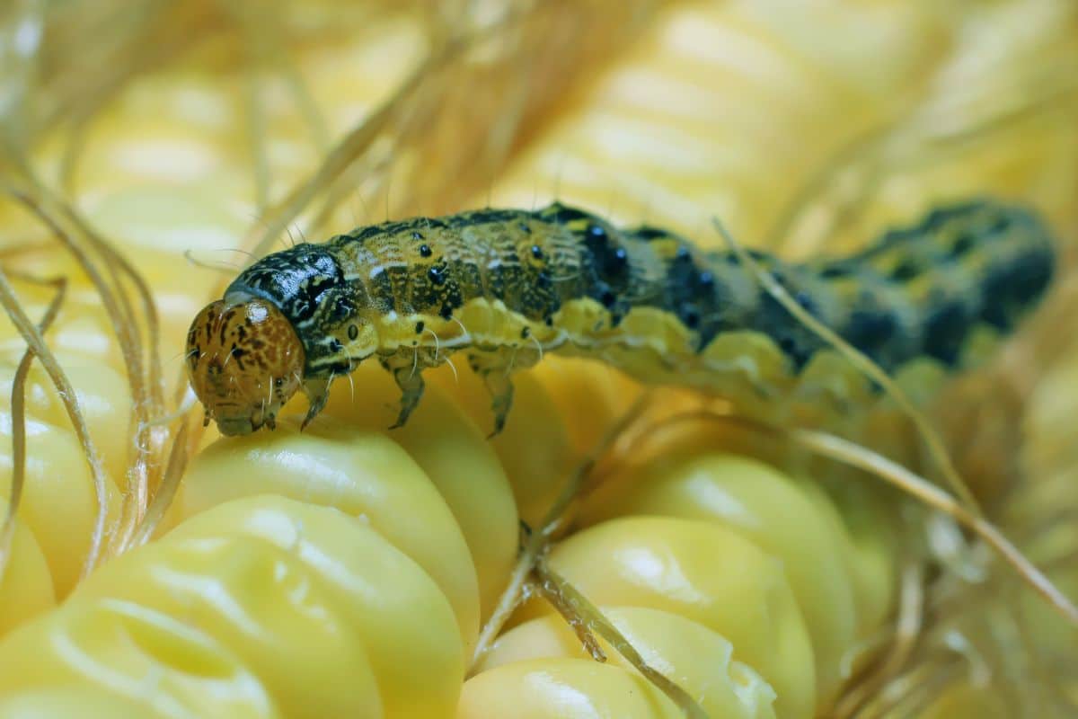 A worm feeds on a cob of corn