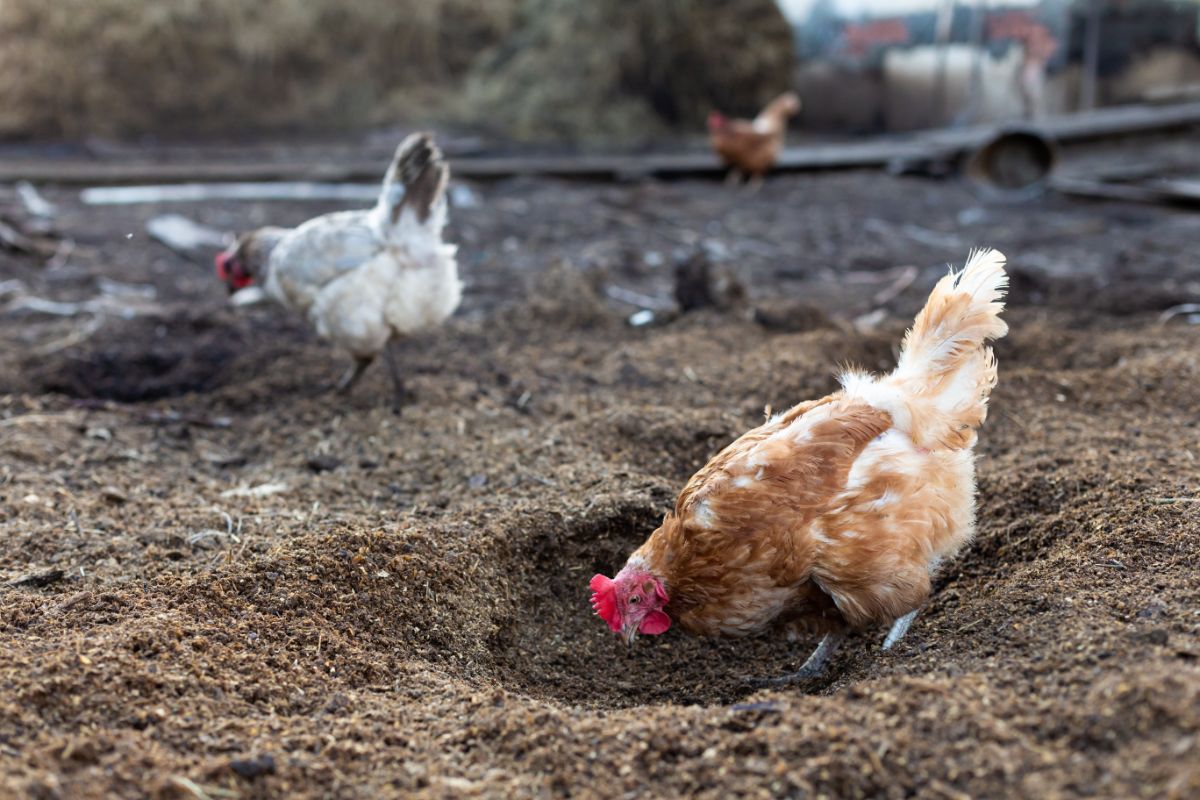 Chickens scratch for worms in the soil