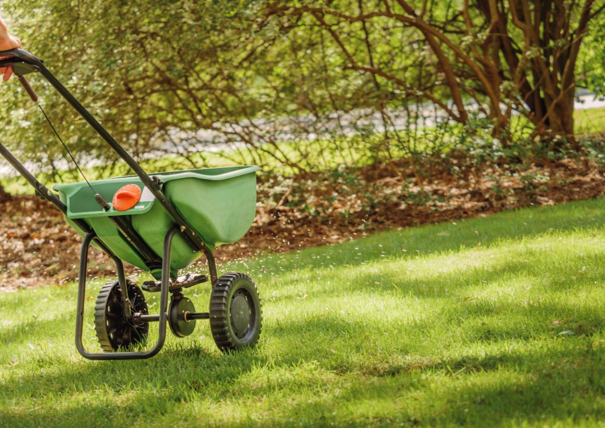 A homeowner spreading fertilizer on a lawn