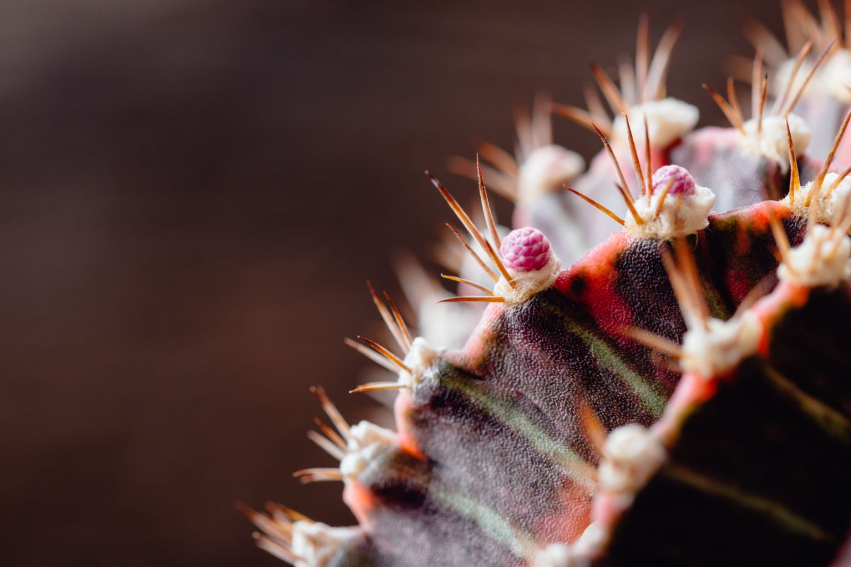 A moon cactus showing signs of damage