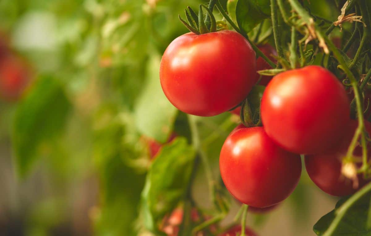 A healthy tomato bred for resistance to blossom end rot