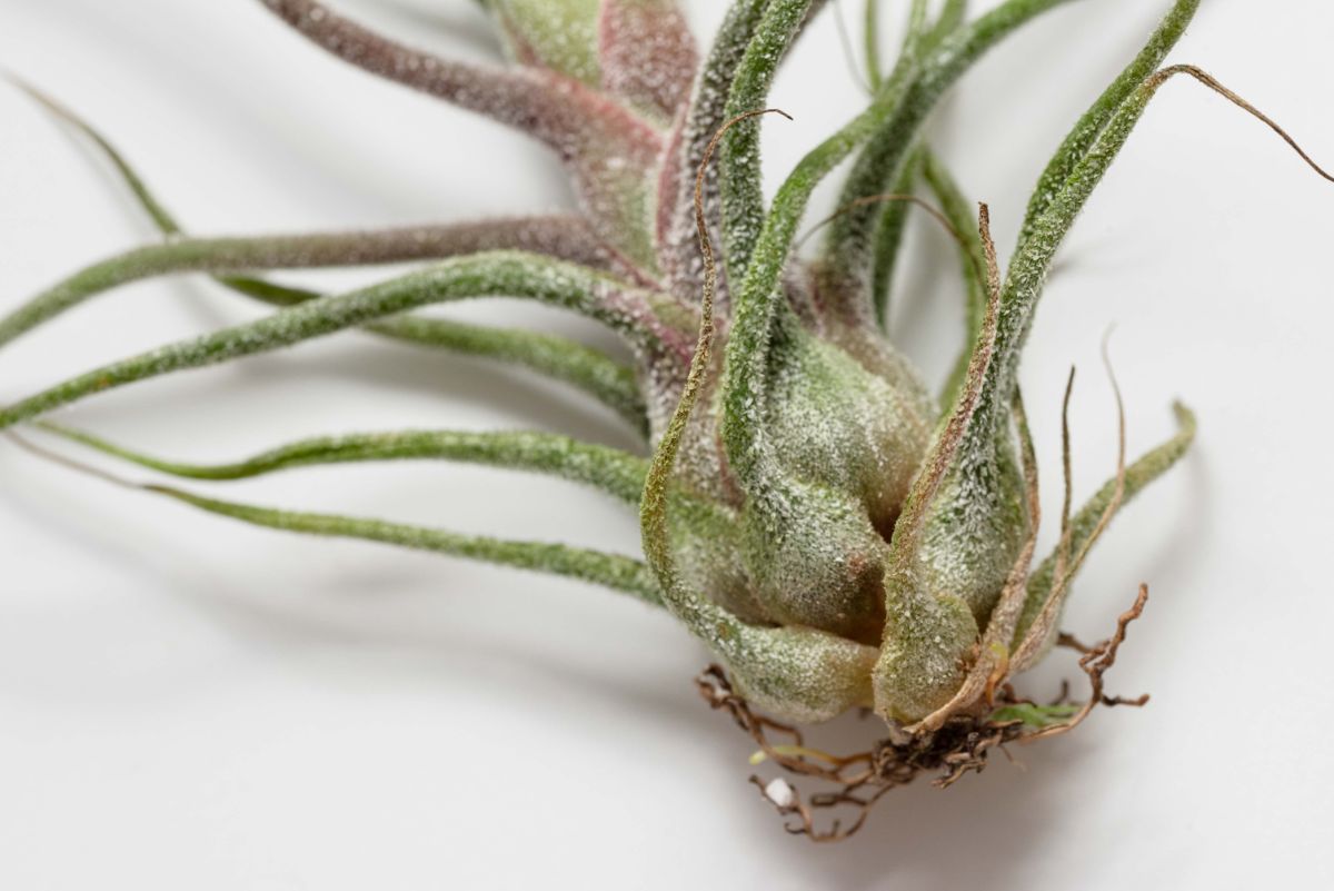 An air plant trimmed of its aerial roots