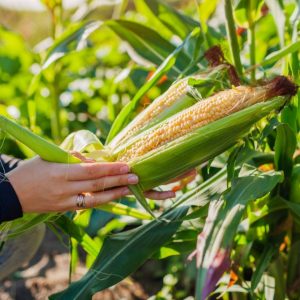 A young woman harvesting ripe sweet corn cobs on a field.