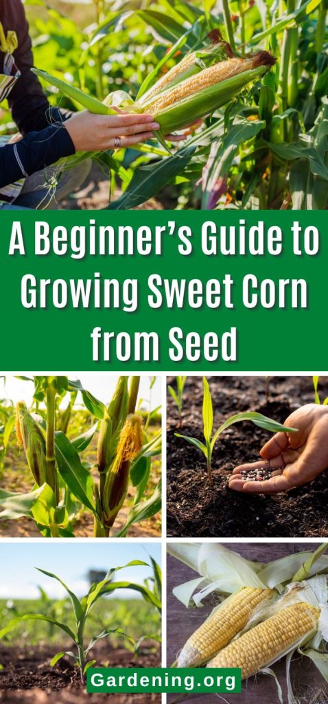 A Beginner’s Guide to Growing Sweet Corn from Seed pinterest image.