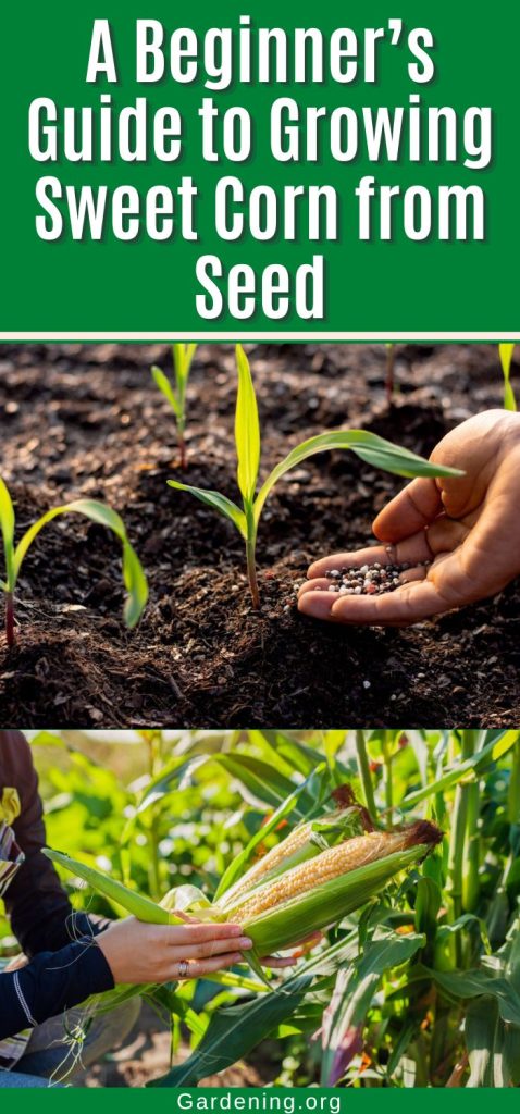 A Beginner’s Guide to Growing Sweet Corn from Seed pinterest image.