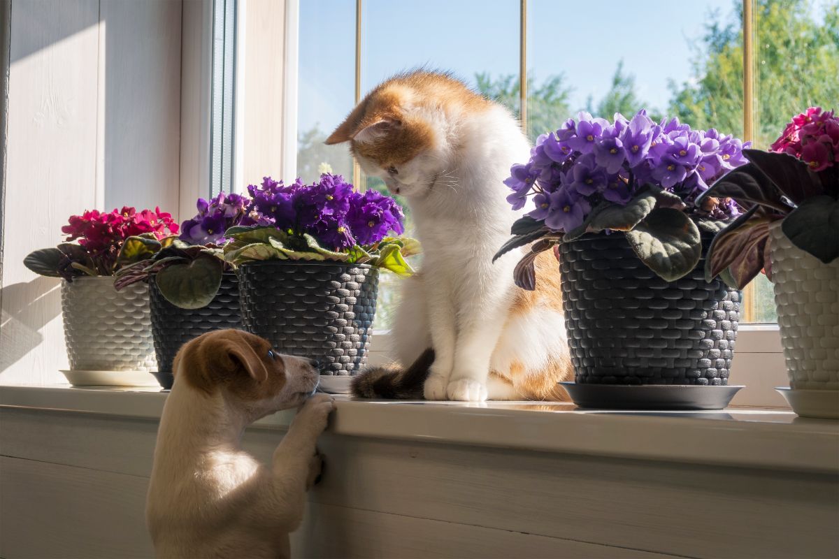 A cat sitting between African violet plants looks down at a puppy