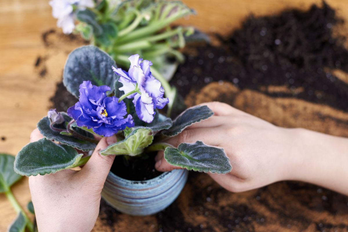 A woman repots an African violet plant
