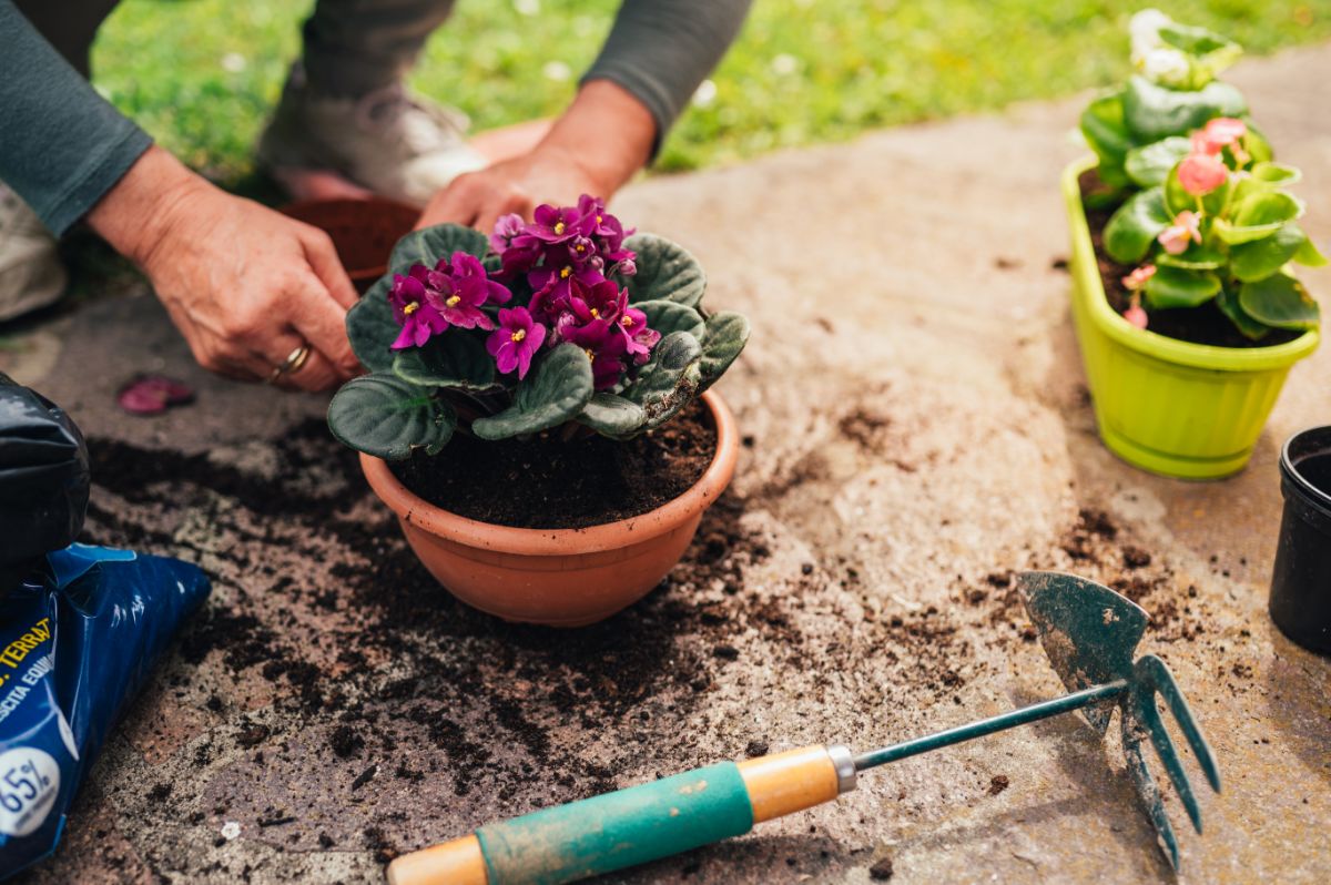 An African violet is unpotted to be divided