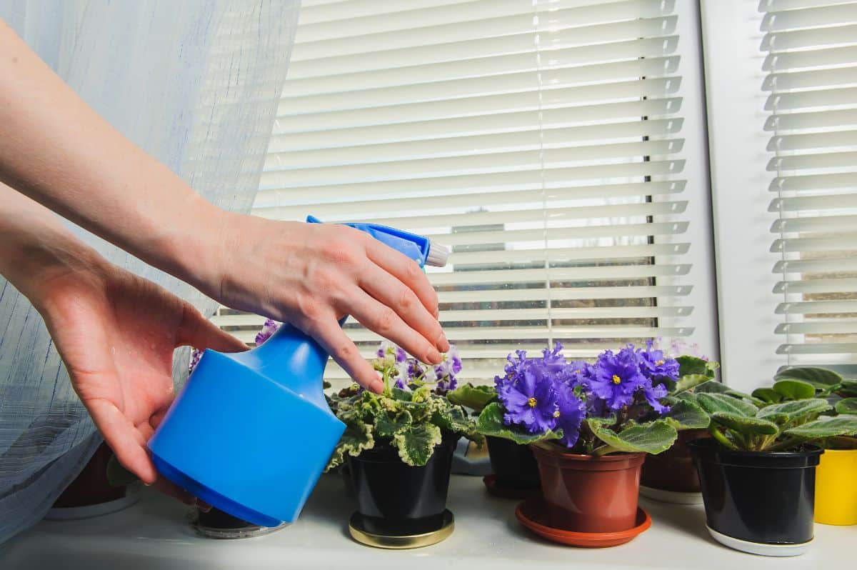 African violets are lined up on a windowsill