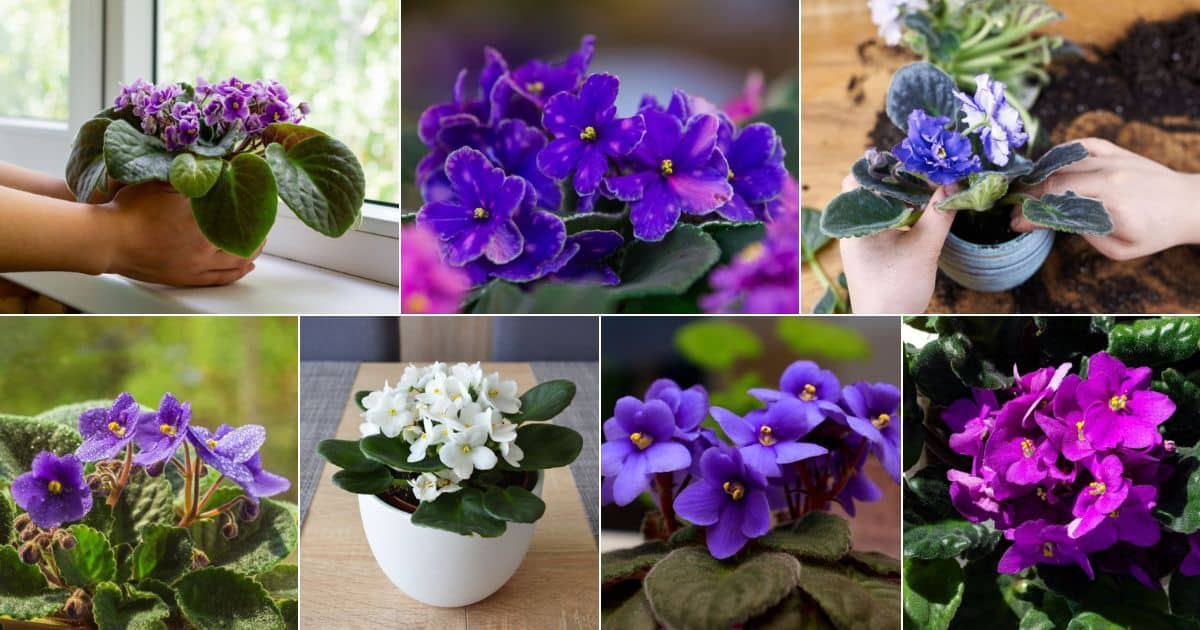 African Violets Growing Guide (Plant, Grow, and Care) - Gardening