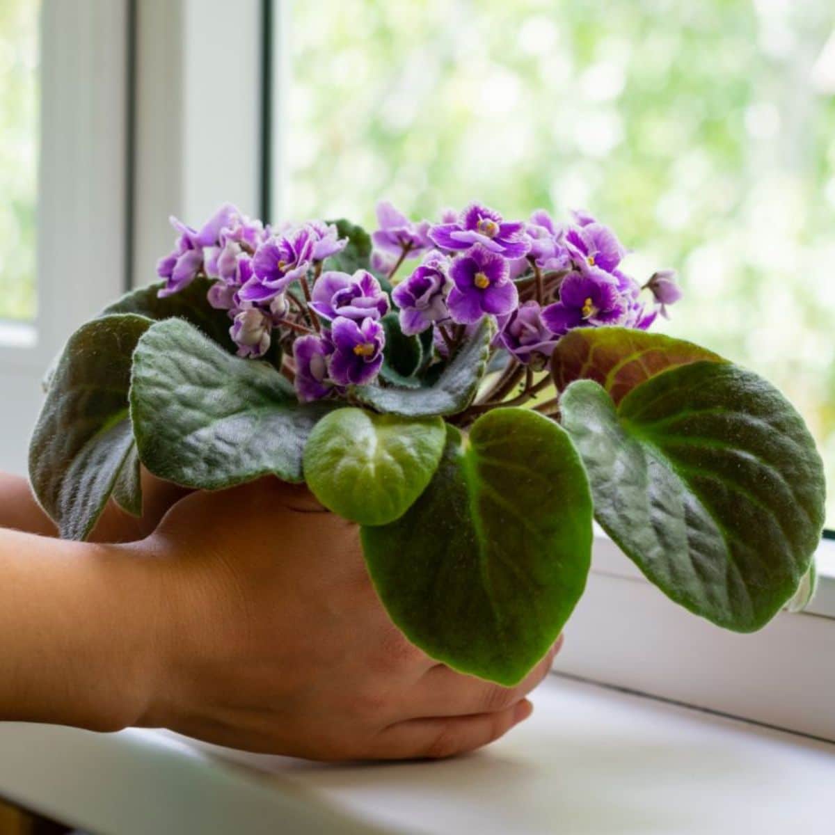 Hands holding purple african violets in a pot on a windowsill.