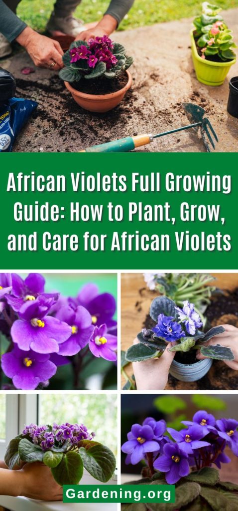 African Violets Full Growing Guide: How to Plant, Grow, and Care for African Violets pinterest image.