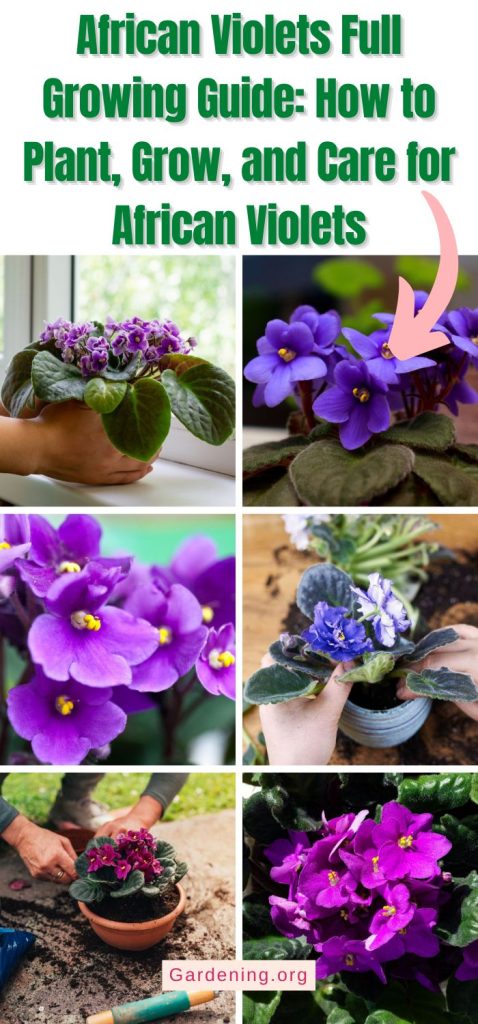 African Violets Full Growing Guide: How to Plant, Grow, and Care for African Violets pinterest image.