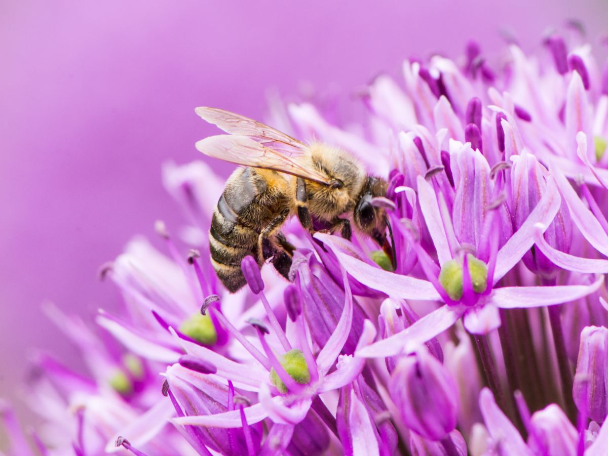 A honey bee collects pollen from a flower