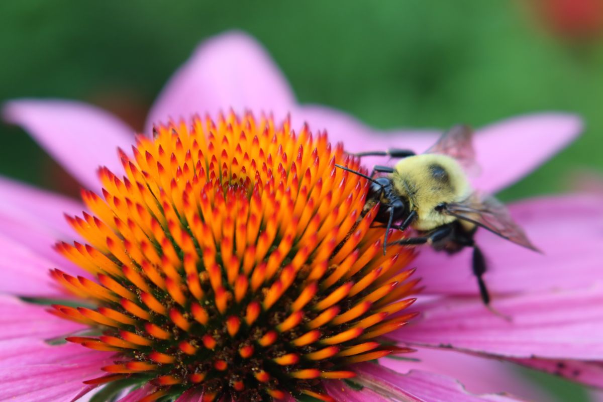 A bumble bee visits an echinacea flower