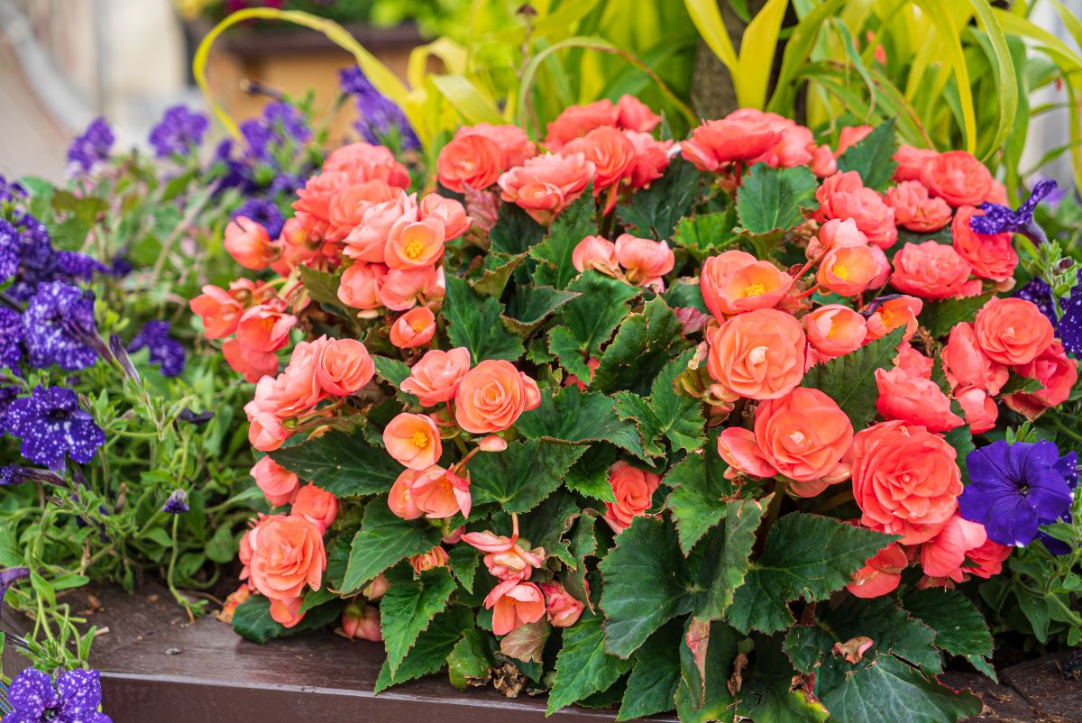 Bright coral colored begonias