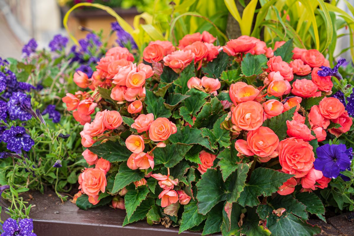 begonia flower