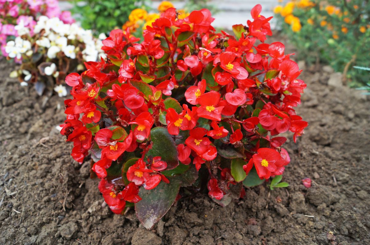 A ground-planted begonia in full flower