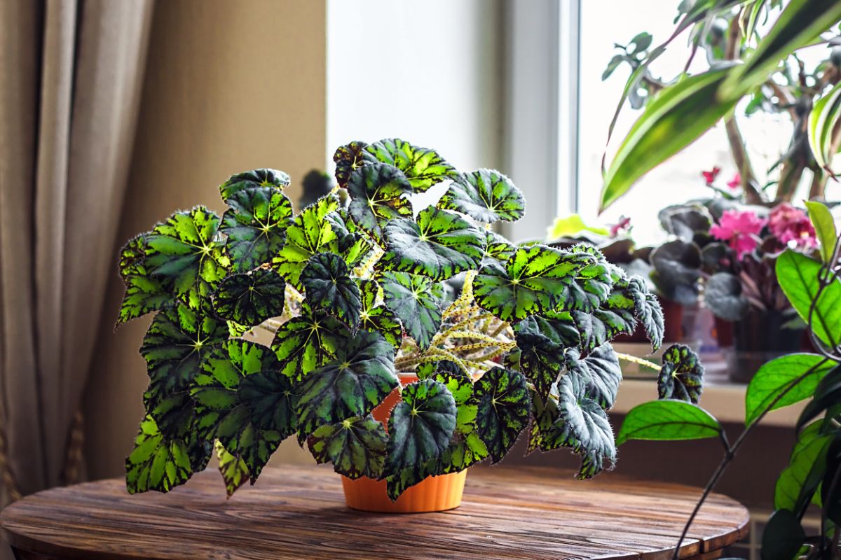 A leafy begonia grown as a houseplant