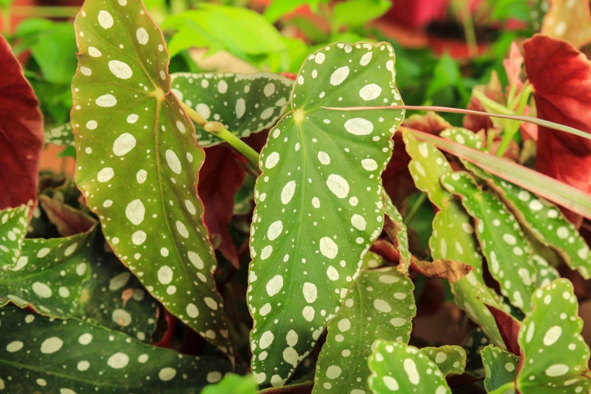 A begonia plant with spotted leaves